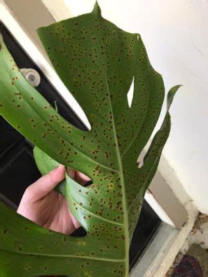 bumps on monstera stem|12 Most Common Monstera Pests and Diseases (to。